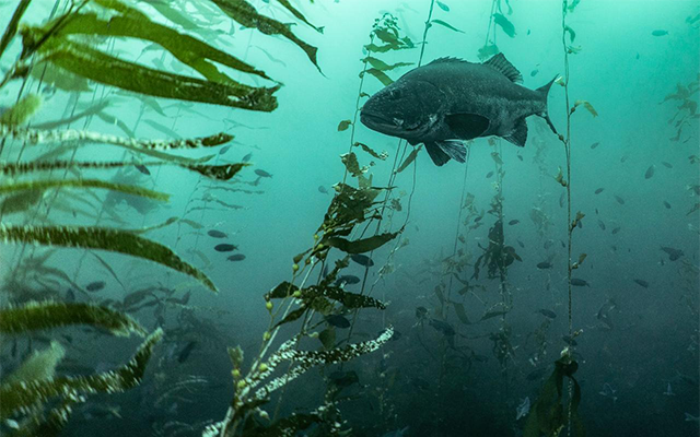 一条巨大的鲈鱼在海藻森林里游泳。