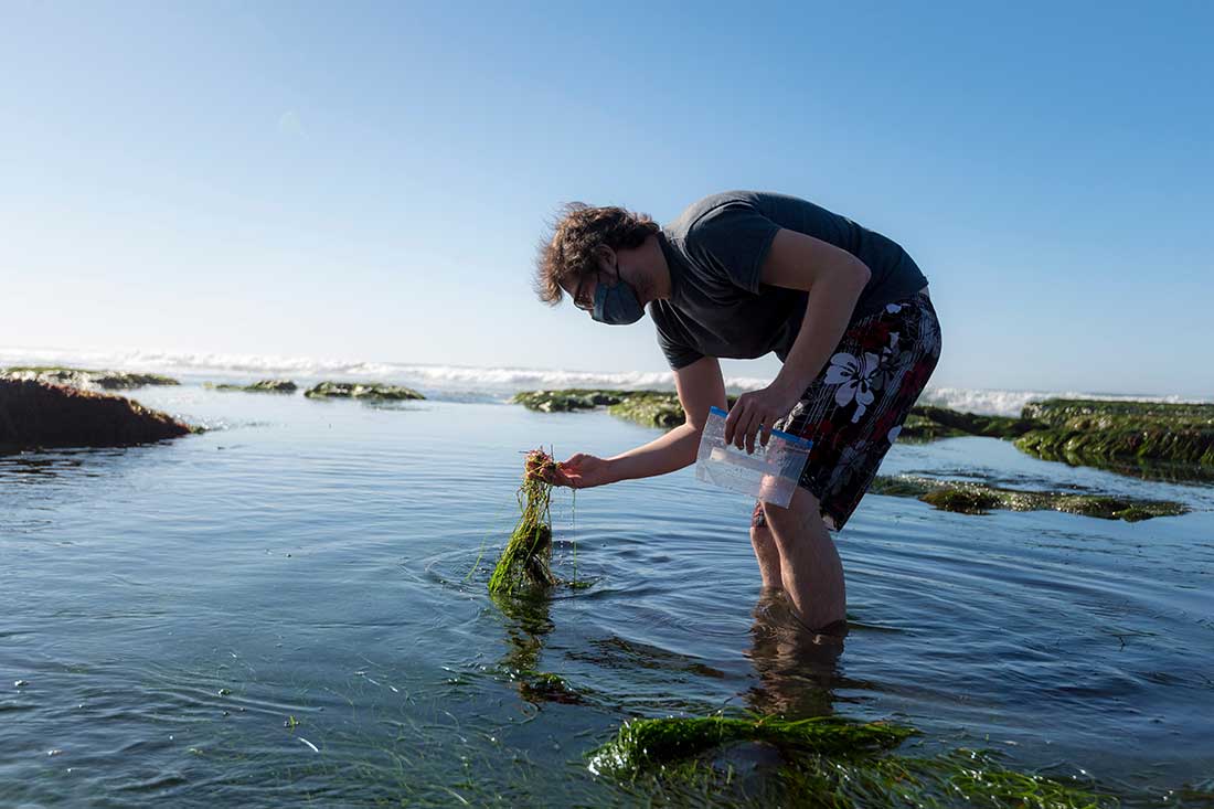 Scripps海洋学博士后学者Immo Burkhardt筛选通过海草。