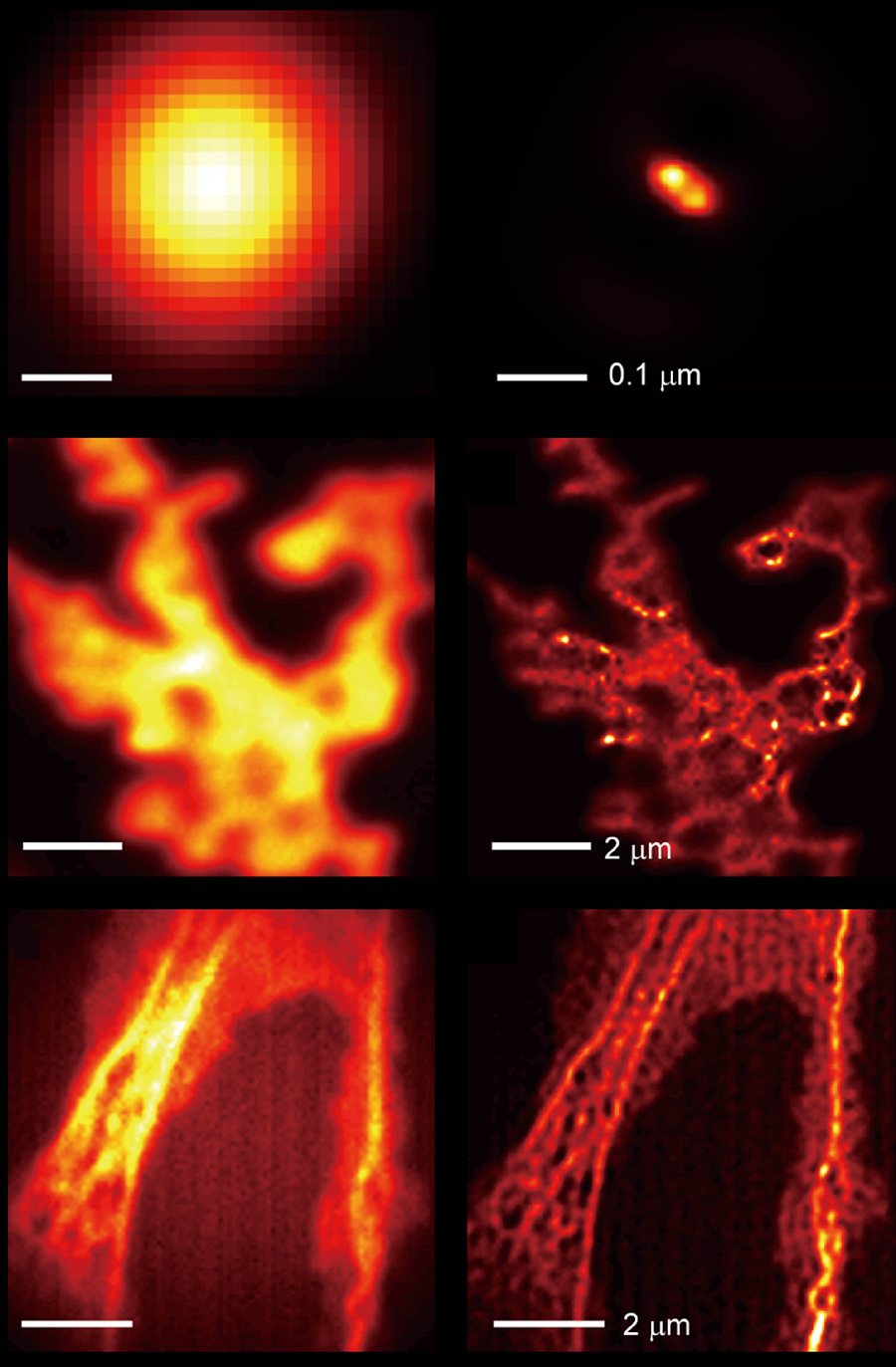 显微镜图象显示在桔子反对黑背景。